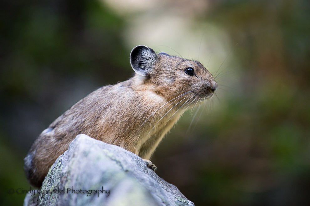 Pika Posturing