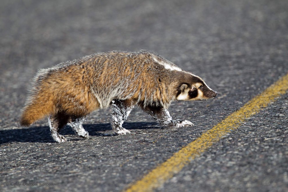 Badger Crossing Snowy Road