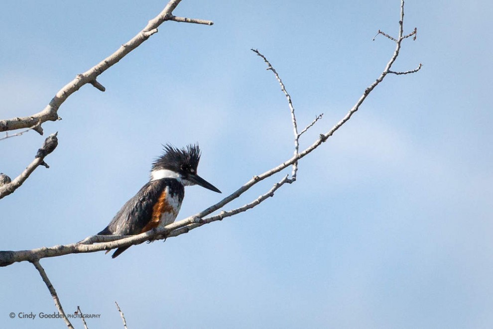 Belted Kingfisher-2