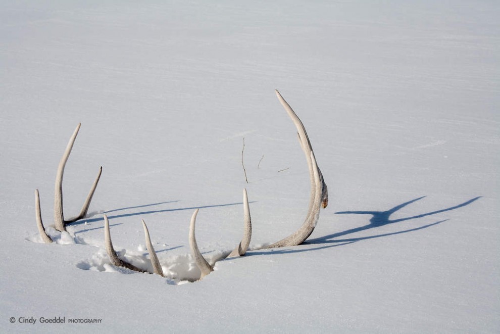 Bull Elk Skull in Snow