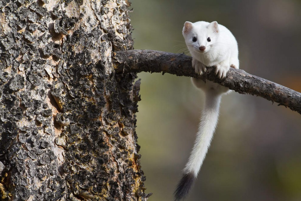 Early White Weasel