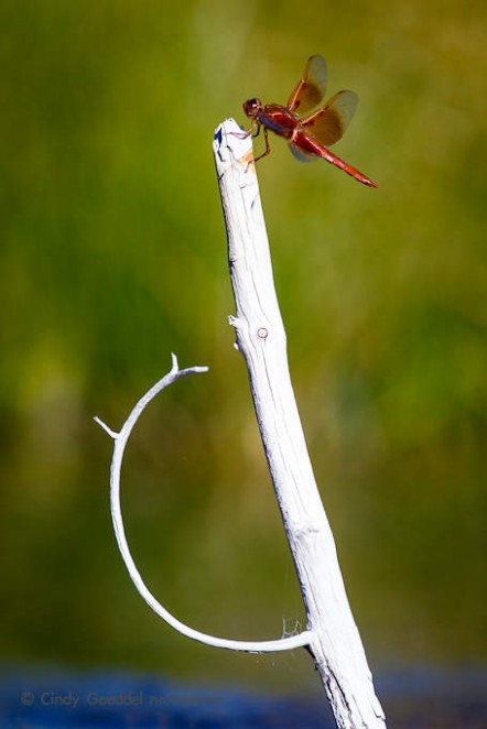 Flame Skimmer 2