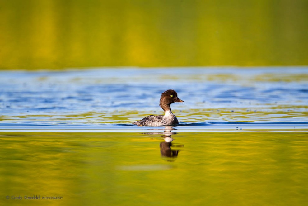 Goldeneye in Golden Light