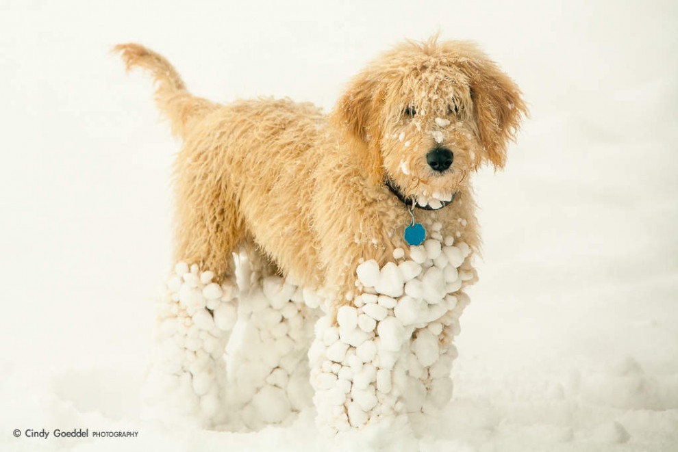 Goldendoodle Puppy