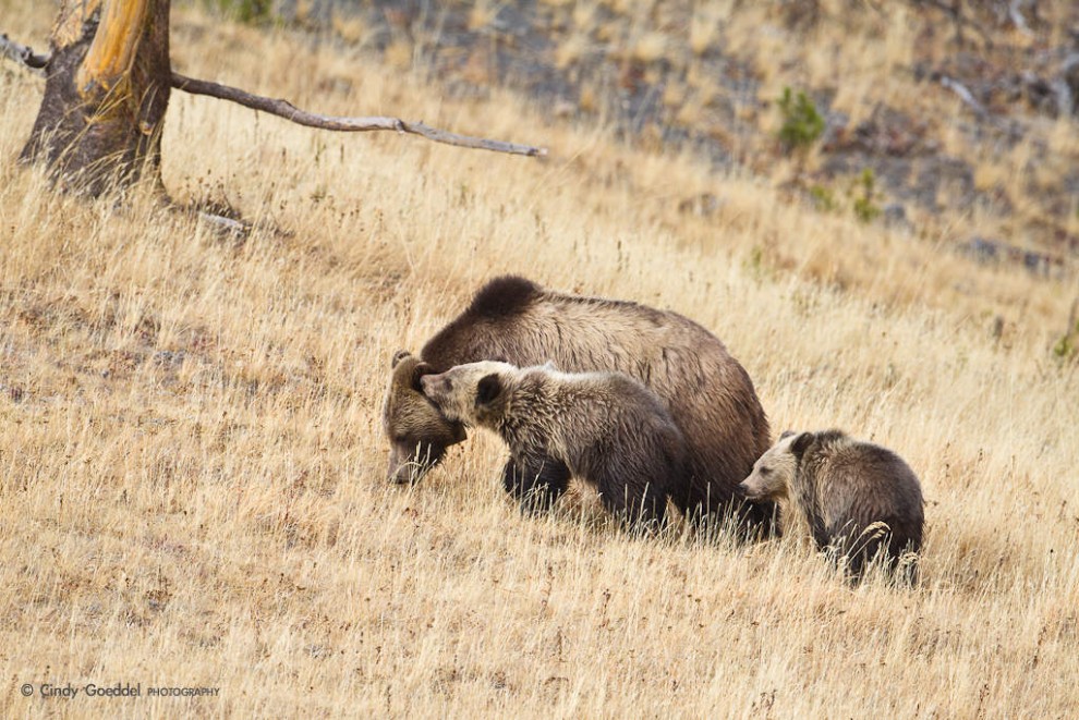 Grizzly Bear Sow and Cubs