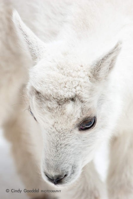 Mountain Goat Newborn