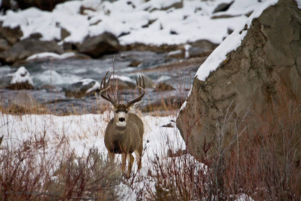 Muley by River