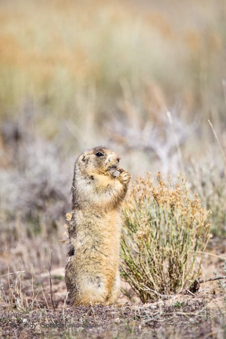 King of the Grasslands