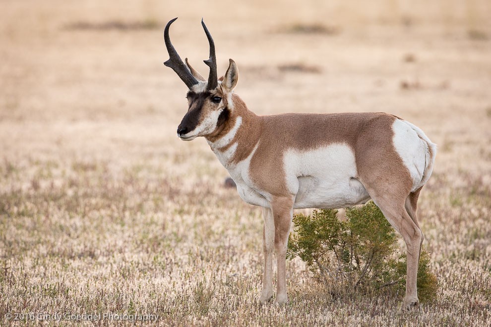 Pronghorn Portrait