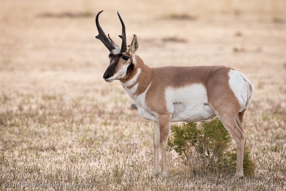 Pronghorn Portrait