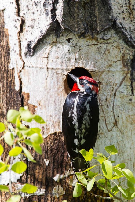 Red-naped Sapsucker Framed by Cavity Hole