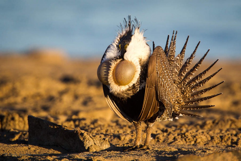 Sage Grouse Mating Display-3