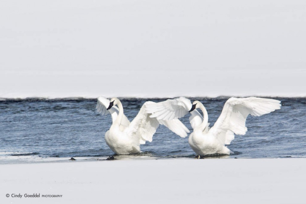 Swans that Flap Together