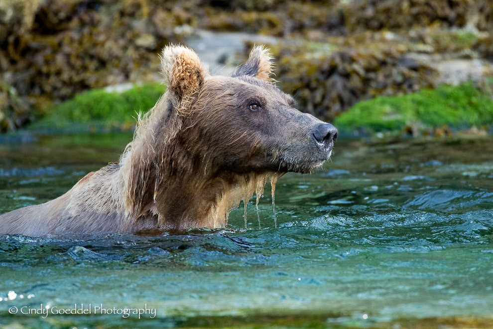 Swimming with the salmon