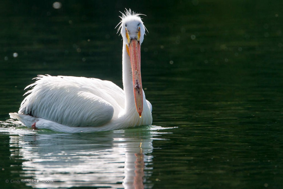 Pelican Back-lit