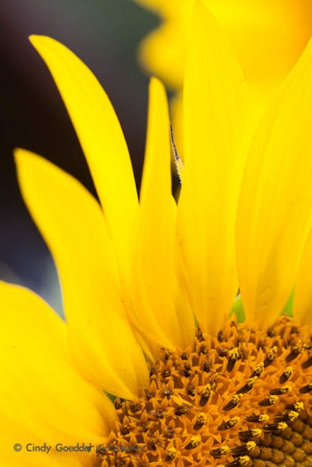 Sunflower Fourth