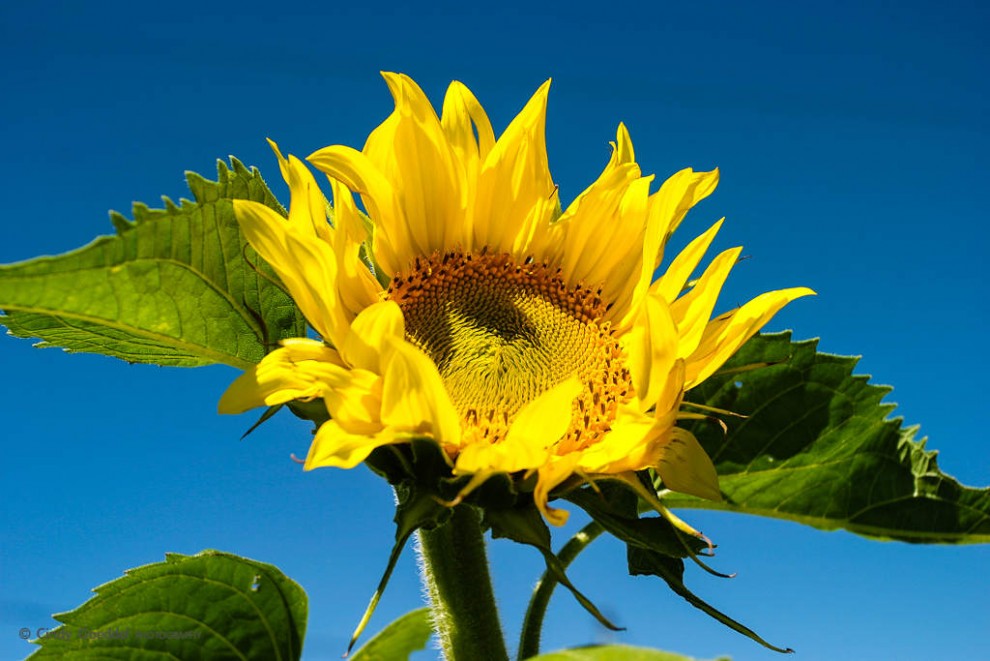 Heady Sunflower