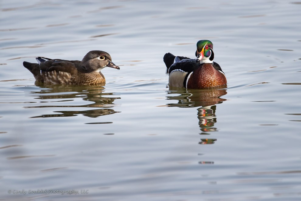 Wood Ducks