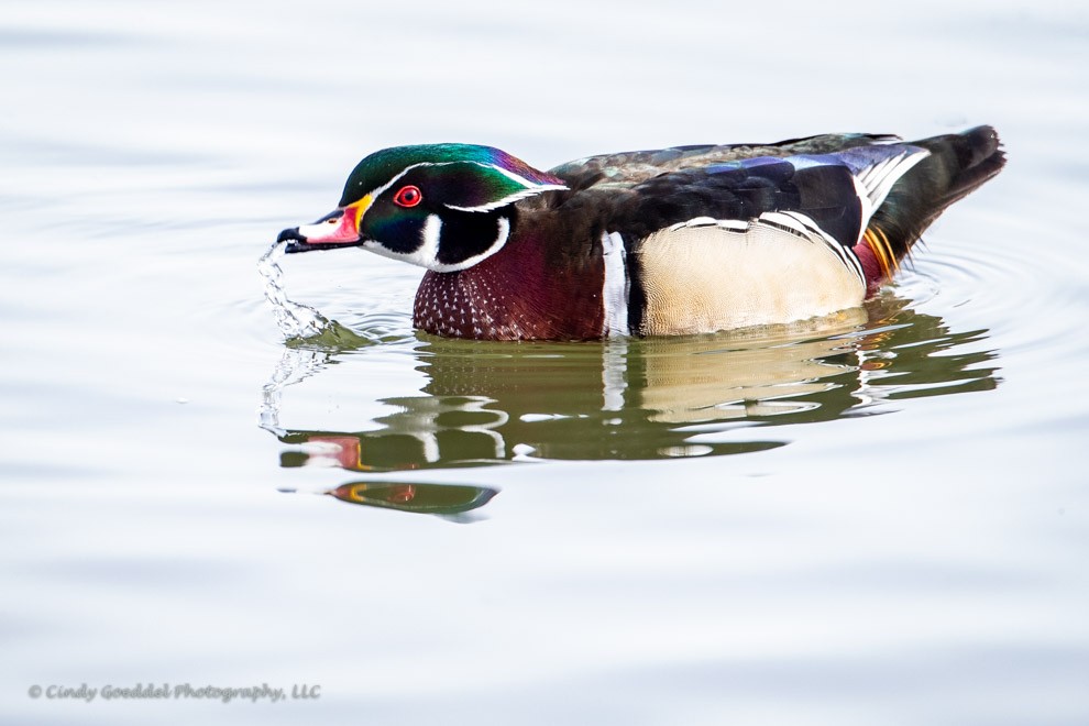 Dazzling Wood Duck