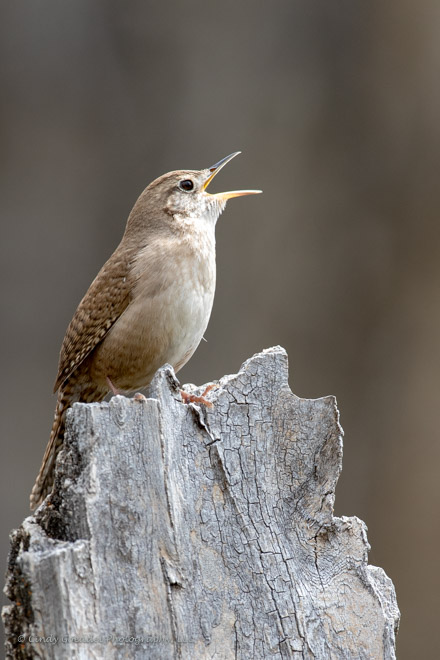 House Wren