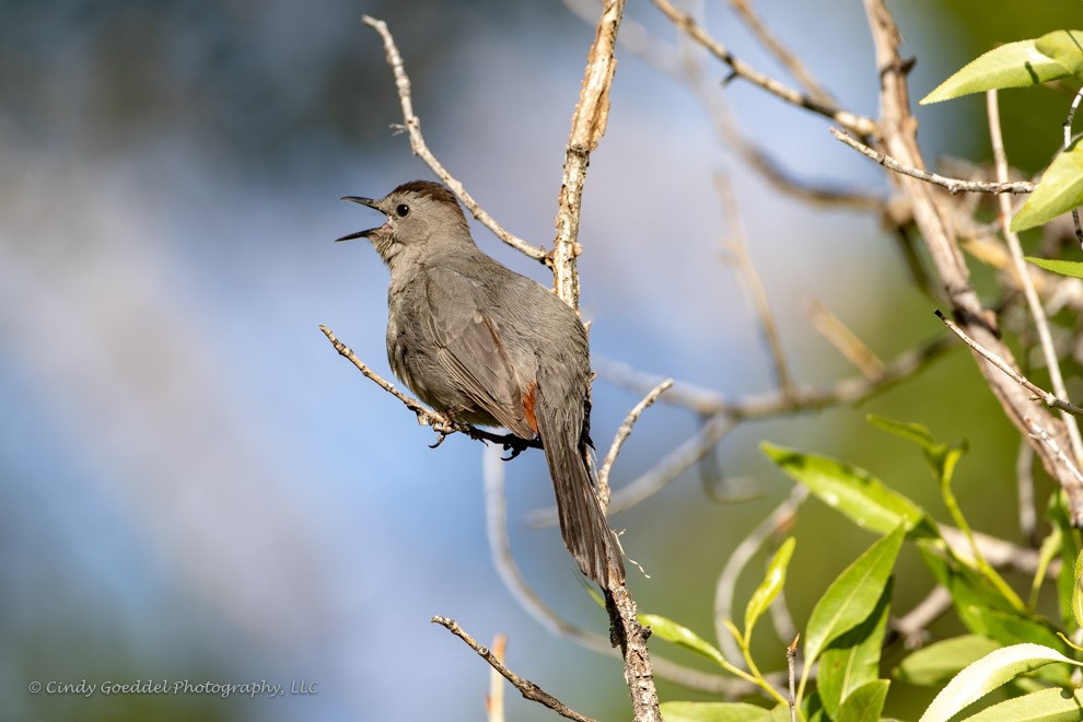 Gray Catbird