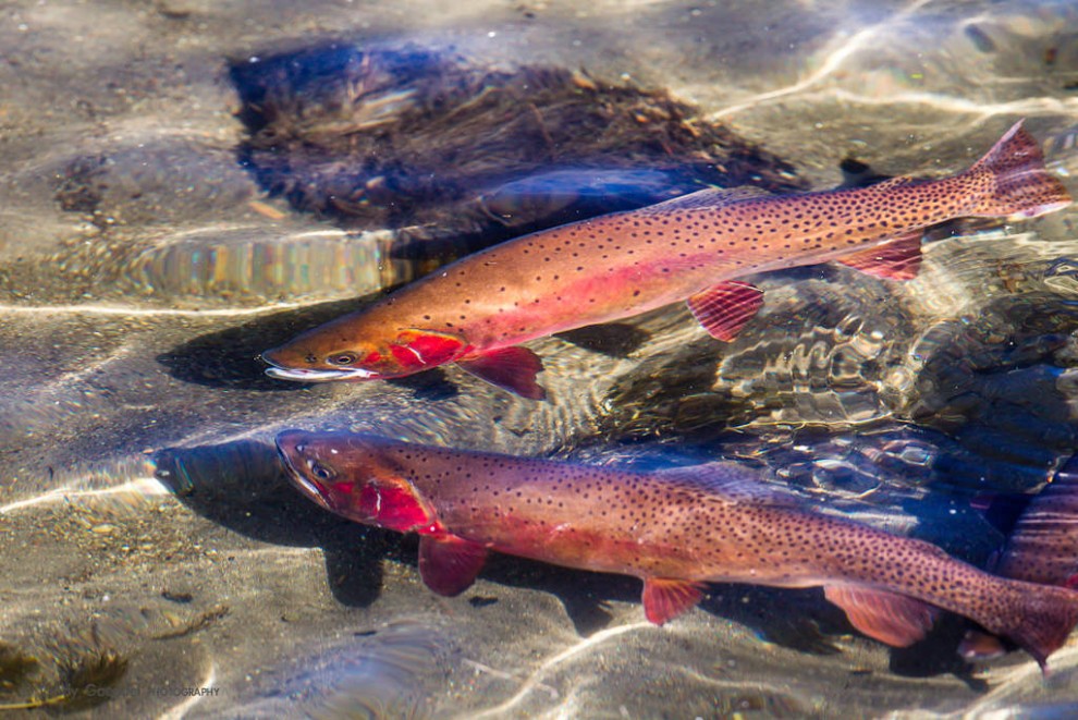 Spawning Yellowstone Cutthroat 2