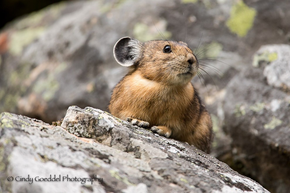 Pika Profile