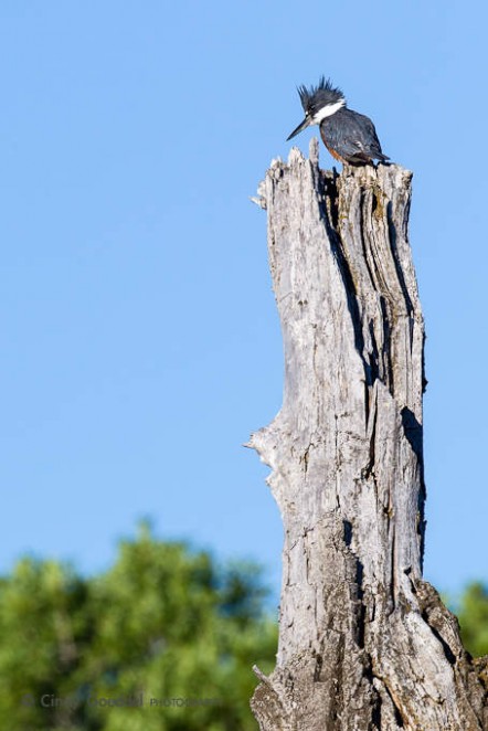 Belted Kingfisher