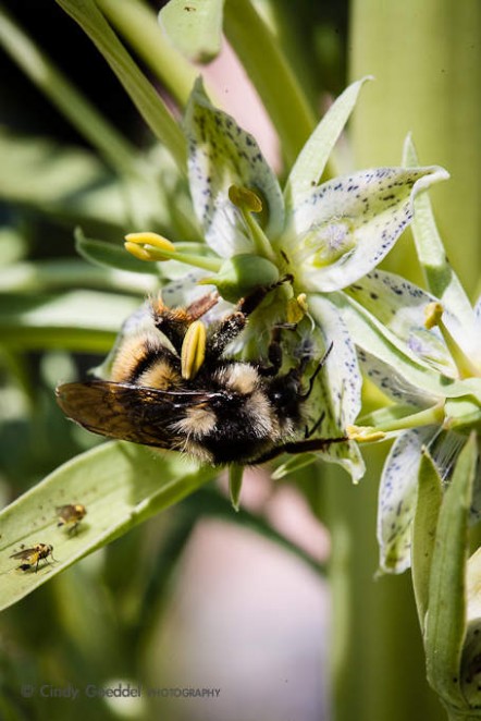 Pollinator on Monument Plant