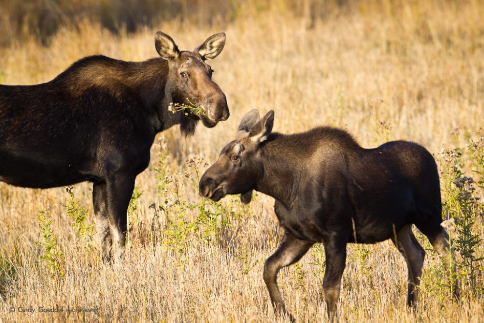 Cow and Calf Moose-October