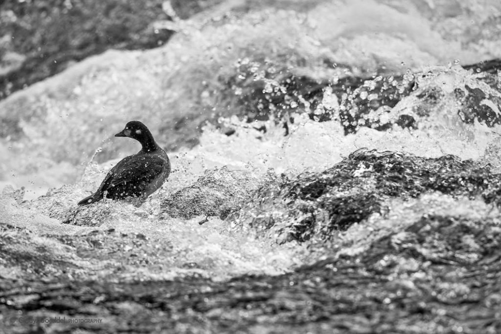 Harlequin Duck in Rapids