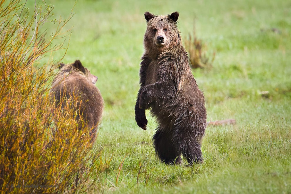 Two Grizzly Bears