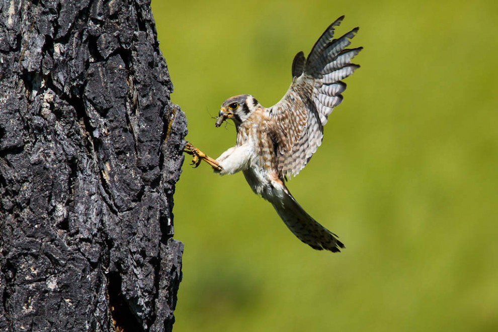 American Kestrel Female