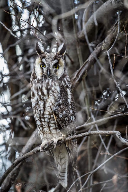 Long-Eared Owl