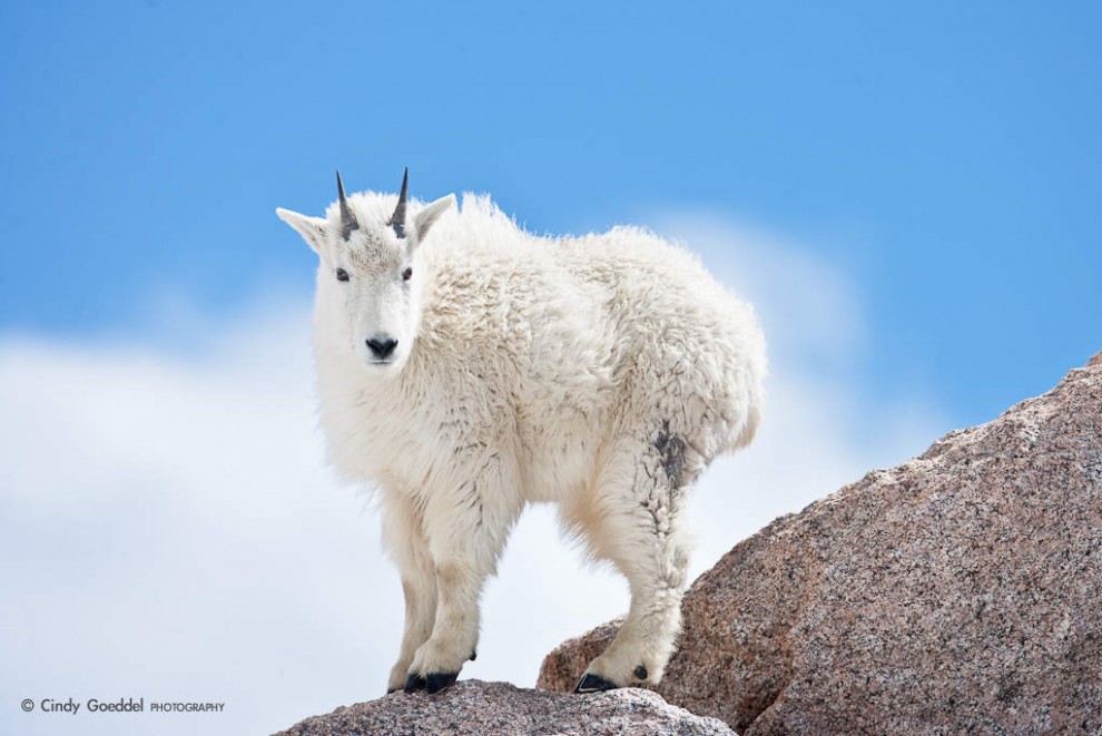 Yearling Mountain Goat