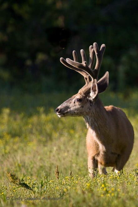 Mule Deer