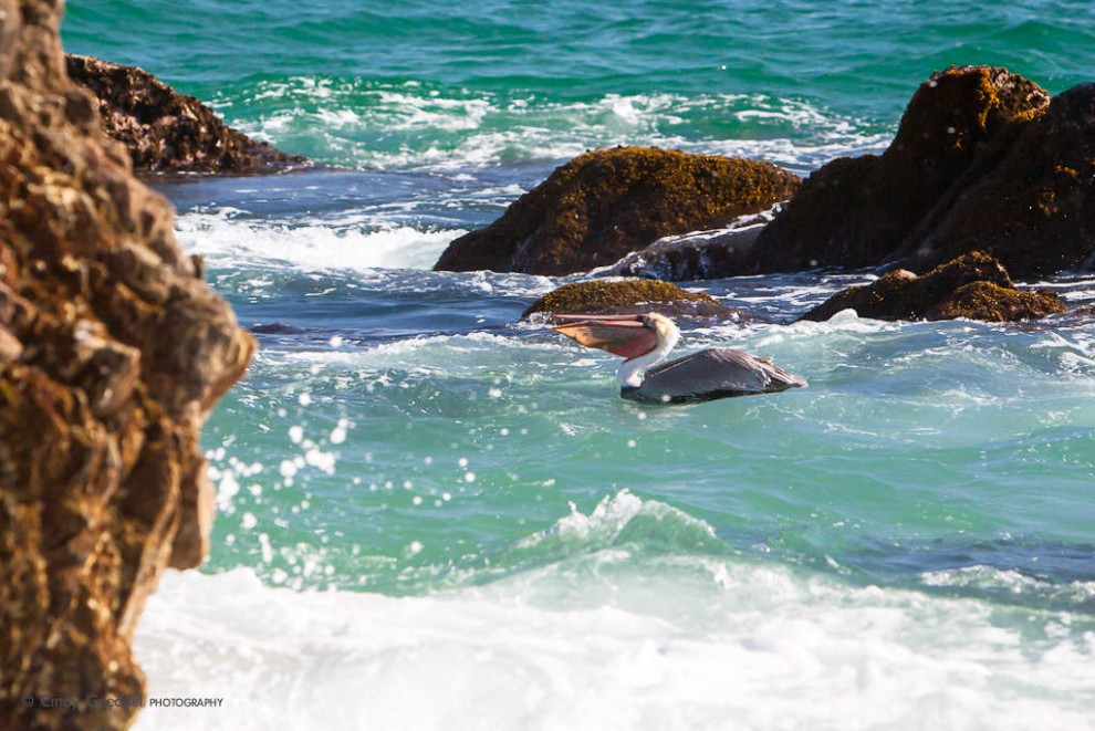 Brown Pelican Fishing