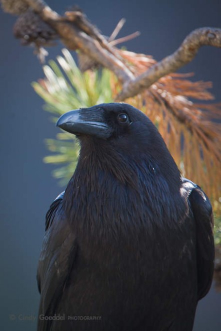 Raven Portrait