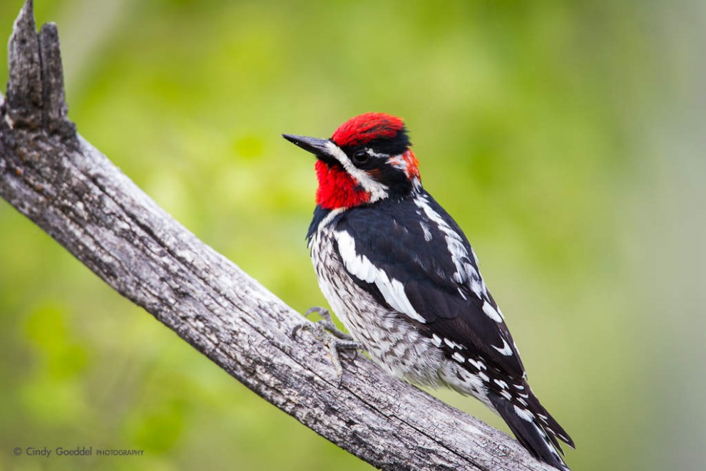 Red-naped Sapsucker Portrait