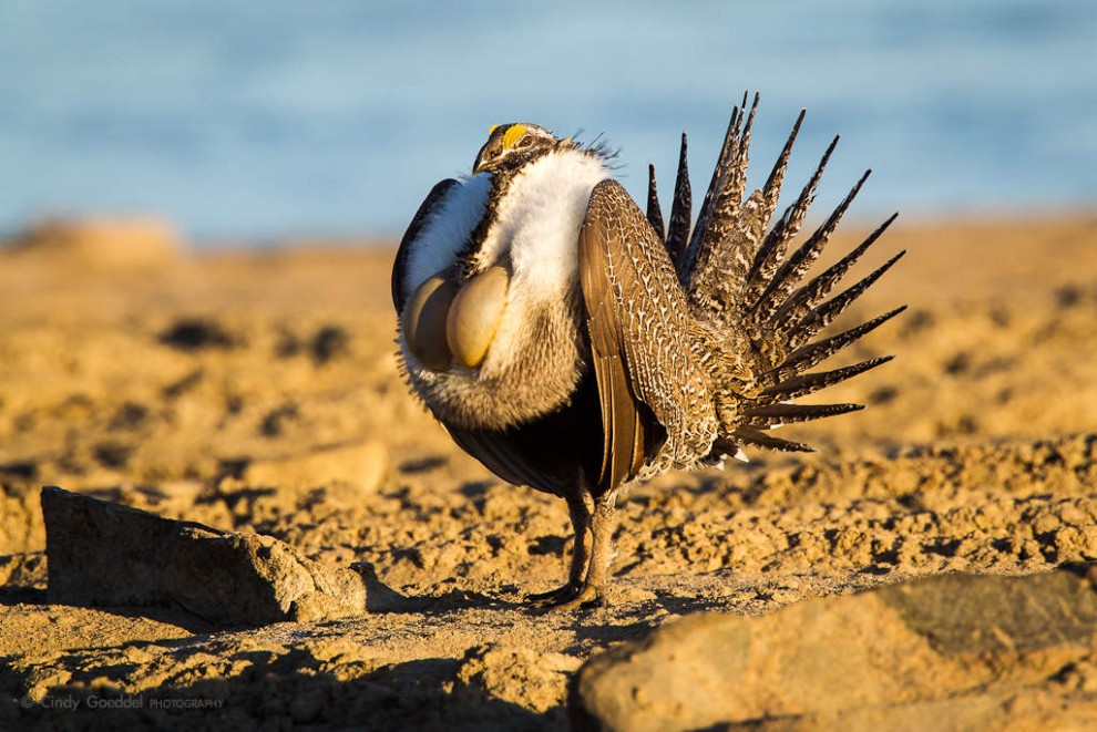 Sage Grouse Mating Display-4