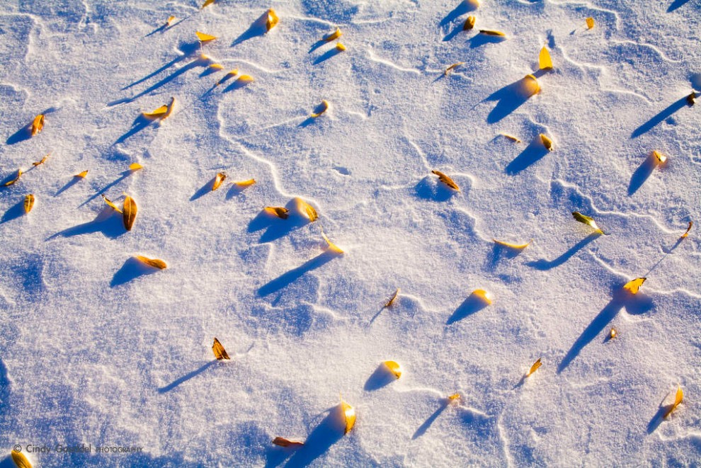 Snow Swirls and Fallen Leaves Abstract