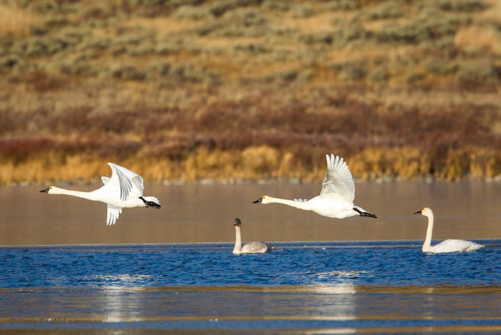 Swan Lake Trumpeters