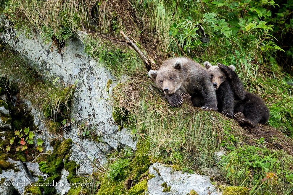 I can’t bear to watch!