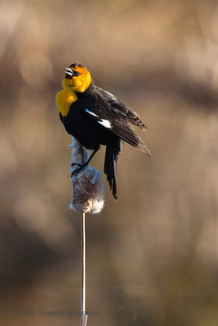 Yellow-Headed Blackbird