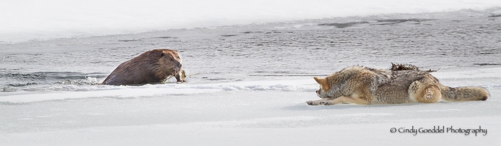 The Fearless Beaver and The Patient Coyote.