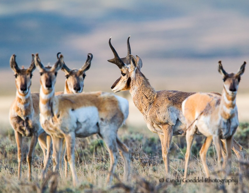 Pronghorn Grouping