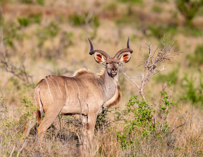 Lesser Kudu