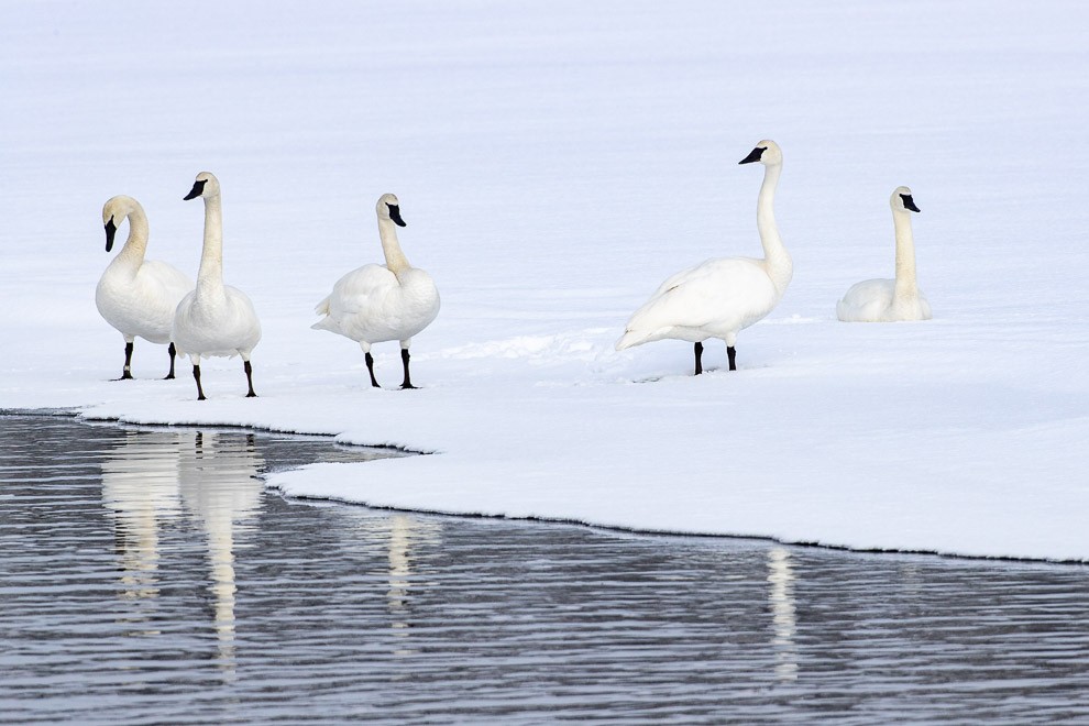 A Wedge of Swans