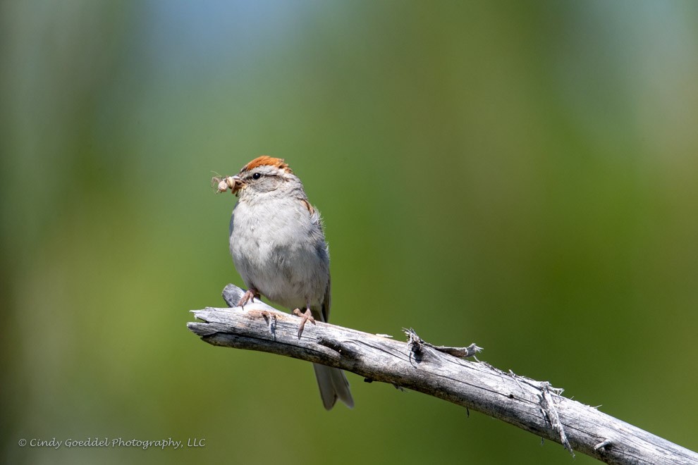 Chipping Sparrow