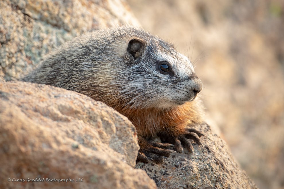 Yellow-bellied Marmot